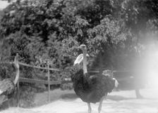 Zoo, Washington, D.C.: Ostriches, 1916. Creator: Harris & Ewing