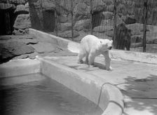 Zoo, Washington, D.C.: Bears, 1916. Creator: Harris & Ewing