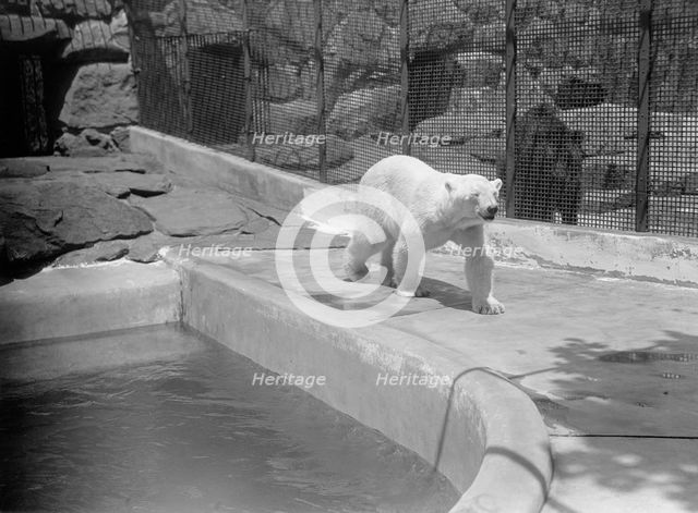 Zoo, Washington, D.C.: Bears, 1916. Creator: Harris & Ewing.