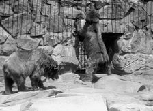 Zoo, Washington, D.C.: Bears, 1916. Creator: Harris & Ewing
