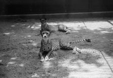 Zoo, Washington, D.C.: Cheetah, 1916. Creator: Harris & Ewing