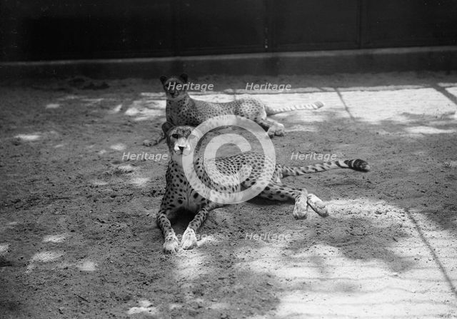 Zoo, Washington, D.C.: Cheetah, 1916. Creator: Harris & Ewing.