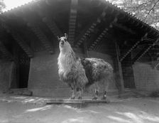 Zoo, Washington, D.C.: Llama, 1916. Creator: Harris & Ewing