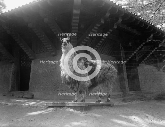 Zoo, Washington, D.C.: Llama, 1916. Creator: Harris & Ewing.