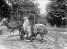 Zoo, Washington, D.C.: Llama, 1916. Creator: Harris & Ewing
