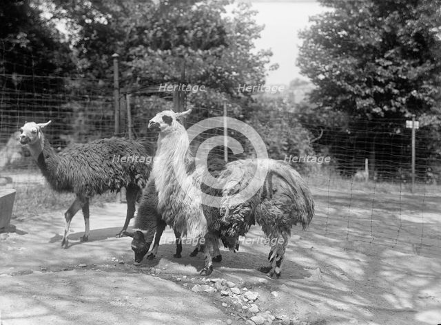 Zoo, Washington, D.C.: Llama, 1916. Creator: Harris & Ewing.