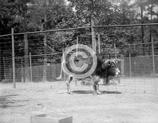 Zoo, Washington, D.C.: Yak, 1916. Creator: Harris & Ewing.
