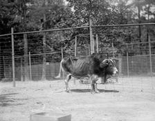 Zoo, Washington, D.C.: Yak, 1916. Creator: Harris & Ewing