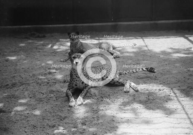 Zoo, Washington, D.C.: Cheetah, 1916. Creator: Harris & Ewing.