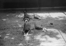 Zoo, Washington, D.C.: Cheetah, 1916. Creator: Harris & Ewing