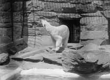 Zoo, Washington, D.C.: Bears, 1916. Creator: Harris & Ewing