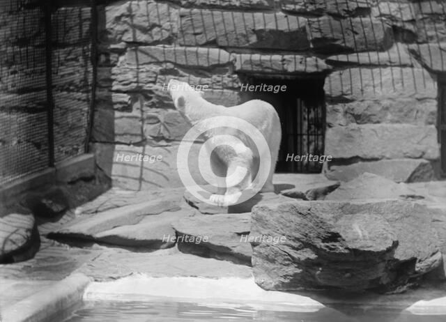 Zoo, Washington, D.C.: Bears, 1916. Creator: Harris & Ewing.