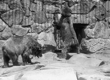 Zoo, Washington, D.C.: Bears, 1916. Creator: Harris & Ewing