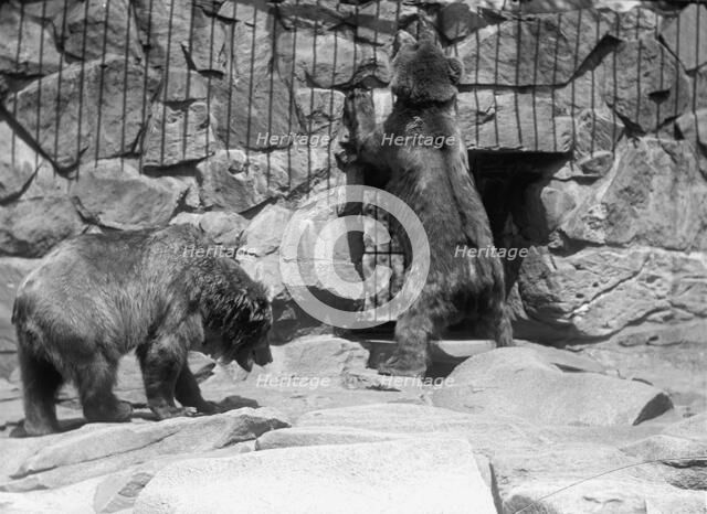 Zoo, Washington, D.C.: Bears, 1916. Creator: Harris & Ewing.