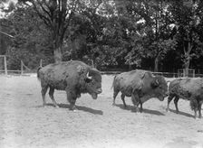 Zoo, Washington, D.C.: Bison, 1916. Creator: Harris & Ewing