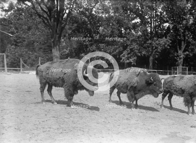 Zoo, Washington, D.C.: Bison, 1916. Creator: Harris & Ewing.