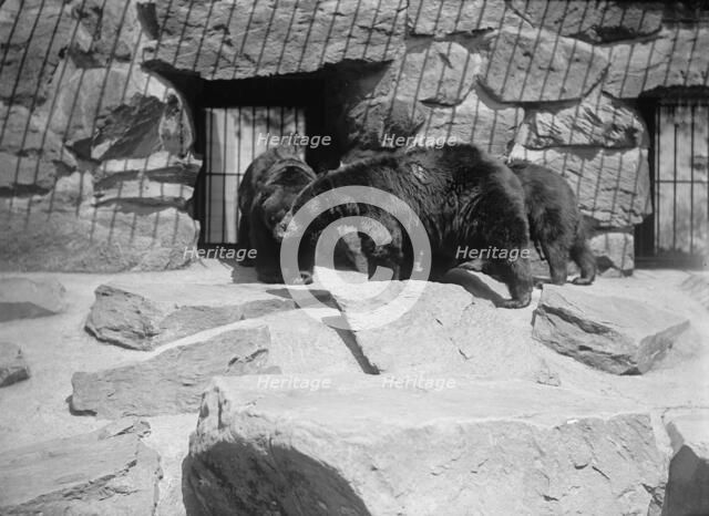 Zoo, Washington, D.C.: Black Bear, 1916. Creator: Harris & Ewing.