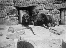 Zoo, Washington, D.C.: Black Bear, 1916. Creator: Harris & Ewing