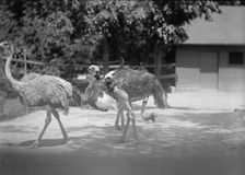 Zoo, Washington, D.C.: Ostriches, 1916. Creator: Harris & Ewing