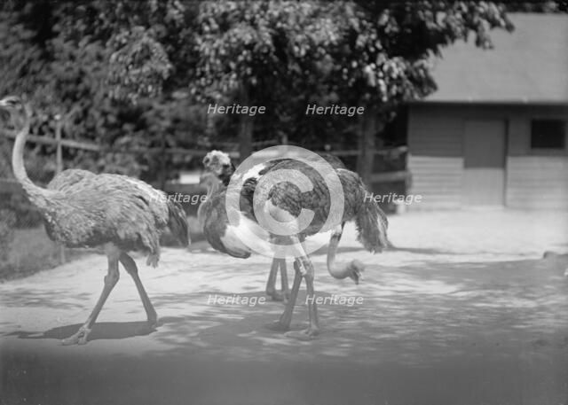 Zoo, Washington, D.C.: Ostriches, 1916. Creator: Harris & Ewing.