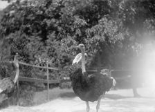 Zoo, Washington, D.C.: Ostriches, 1916. Creator: Harris & Ewing