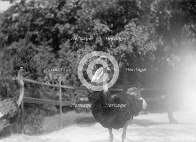Zoo, Washington, D.C.: Ostriches, 1916. Creator: Harris & Ewing.
