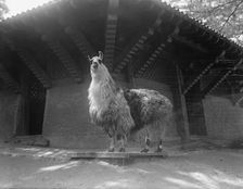 Zoo, Washington, D.C.: Llama, 1916. Creator: Harris & Ewing