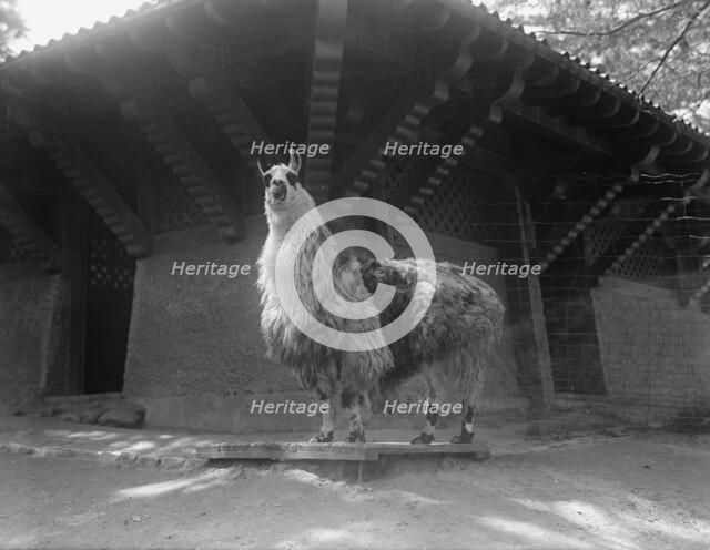 Zoo, Washington, D.C.: Llama, 1916. Creator: Harris & Ewing.