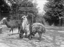 Zoo, Washington, D.C.: Llama, 1916. Creator: Harris & Ewing