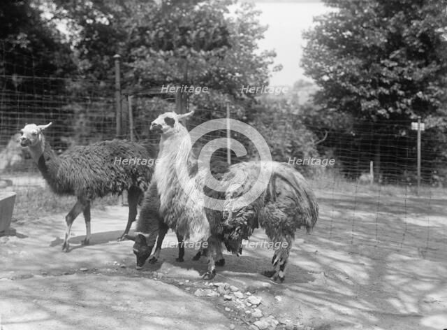 Zoo, Washington, D.C.: Llama, 1916. Creator: Harris & Ewing.