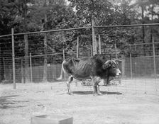 Zoo, Washington, D.C.: Yak, 1916. Creator: Harris & Ewing