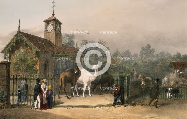 Zoological Gardens, Regent's Park, Marylebone, London, 1835. Creator: Unknown.