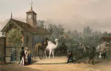 Zoological Gardens, Regent's Park, Marylebone, London, 1835. Creator: Unknown