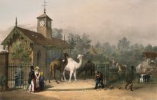 Zoological Gardens, Regent's Park, Marylebone, London, 1835. Creator: Unknown