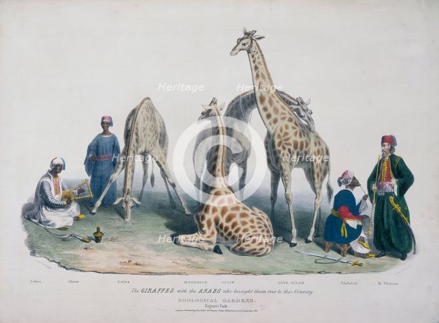Zoological Gardens, Regent's Park, Marylebone, London, 1836. Creator: George Scharf.