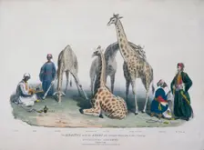 Zoological Gardens, Regent's Park, Marylebone, London, 1836. Creator: George Scharf