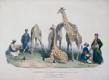 Zoological Gardens, Regent's Park, Marylebone, London, 1836. Creator: George Scharf