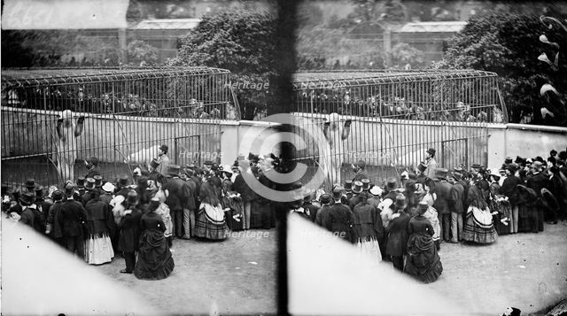 Zoological Gardens, Regent's Park, Westminster, London, c1870-1900. Artist: York & Son