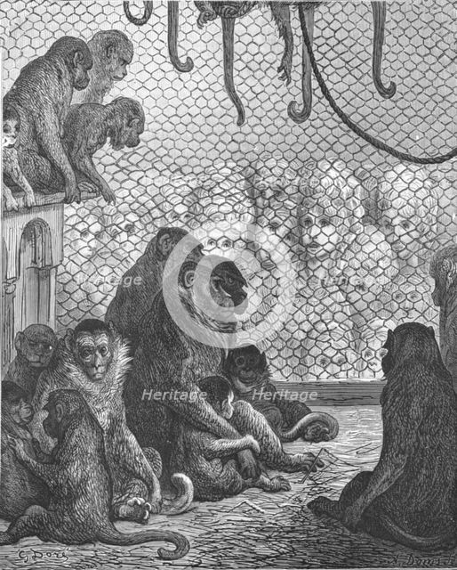 'Zoological Gardens - The Monkey House', 1872.   Creator: Gustave Doré.