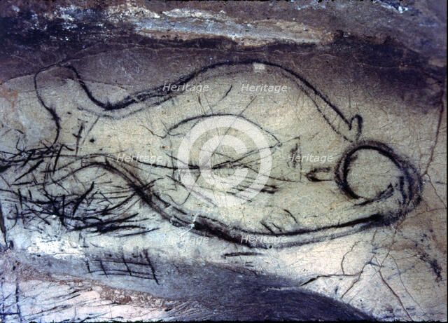 Zoomorphic cave painting from the Upper Paleolithic on the rock of La Pileta cave (Benaoján, Mála…