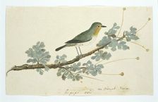 Zosterops pallidus (Orange River white-eye), 1777-1786. Creator: Robert Jacob Gordon