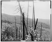 Zealand Valley from Mt. Echo, White Mountains, c1900. Creator: Unknown