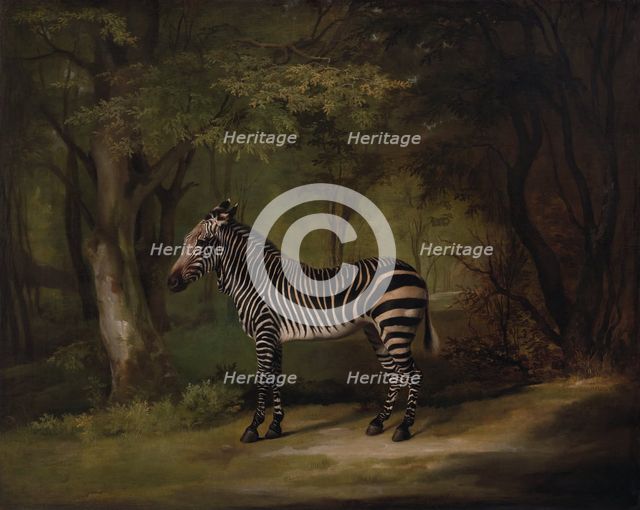 Zebra, exhibited 1763. Creator: George Stubbs.