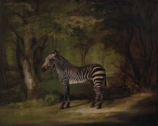 Zebra, exhibited 1763. Creator: George Stubbs