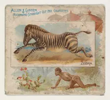 Zebra, from Quadrupeds series (N41) for Allen & Ginter Cigarettes, 1890. Creator: Allen & Ginter