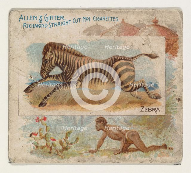 Zebra, from Quadrupeds series (N41) for Allen & Ginter Cigarettes, 1890. Creator: Allen & Ginter.