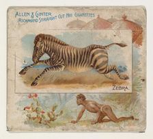 Zebra, from Quadrupeds series (N41) for Allen & Ginter Cigarettes, 1890. Creator: Allen & Ginter