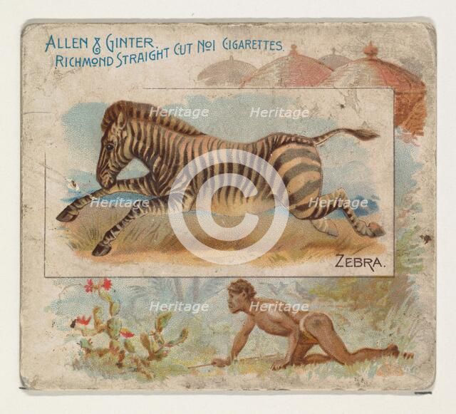 Zebra, from Quadrupeds series (N41) for Allen & Ginter Cigarettes, 1890. Creator: Allen & Ginter.