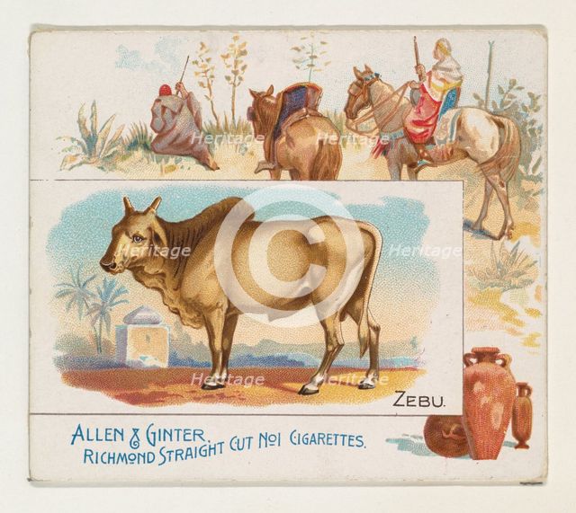 Zebu, from Quadrupeds series (N41) for Allen & Ginter Cigarettes, 1890. Creator: Allen & Ginter.