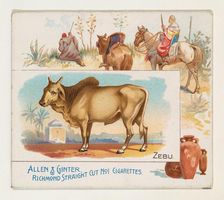 Zebu, from Quadrupeds series (N41) for Allen & Ginter Cigarettes, 1890. Creator: Allen & Ginter